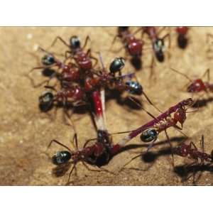  Meat Ants Struggle Together to Move a Grasshopper Leg into 