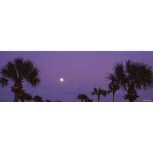 Silhouette of Trees at Sunset, Venice, Florida, USA Photographic 