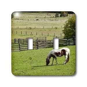  VWPics Horses   Horse calmly grazing in pastoral setting 