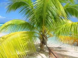 Hawaiian Tall Coconut Tree LIVE Seed Cocos nucifera  
