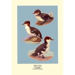  Three Downy Young Ducks 20x30 poster