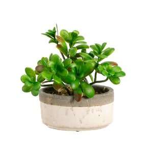  8Hx10Wx8L Jade Plant in Oval Pot Green (Pack of 2)
