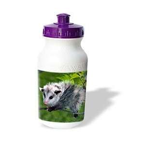  Wild animals   Opossum   Water Bottles