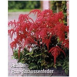   Charm Astilbe   Rote Straussenfeder   Arching Patio, Lawn & Garden