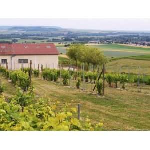 View Over the Mother Vines, Champagne, Marne, Ardennes, France Premium 