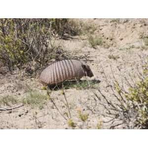  Armadillo, Valdes Peninsula, Patagonia, Argentina, South 