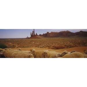 Flock of Sheep in an Arid Landscape, Monument Valley Tribal Park, USA 