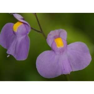  Utricularia longifolia