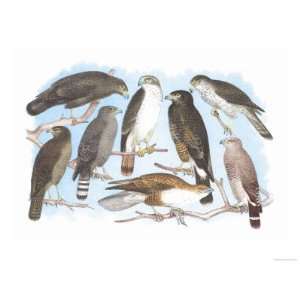  Coopers, Grubers, Harlan and Harris Buzzards, and Chicken 