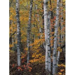  White or Paper Birch Forest in the Fall, Betula Papyrifera 