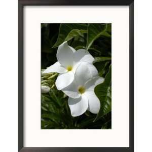  White Flowers on Palm Beach, Aruba Framed Photographic 