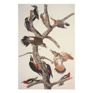  Hairy Woodpecker Premium Giclee Poster Print by John James 