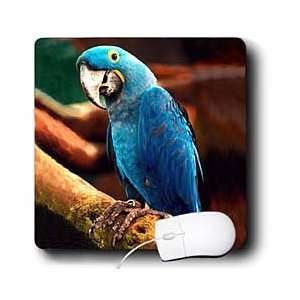  Birds   Hyacinth Macaw   Mouse Pads Electronics