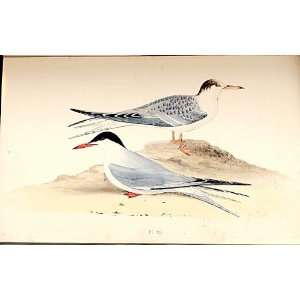  Common Tern Meyer H/C Birds 1842 50