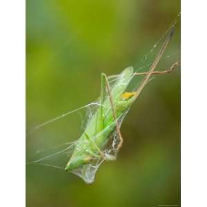  Black And Yellow Argiope Caught a Katydid in its Web 