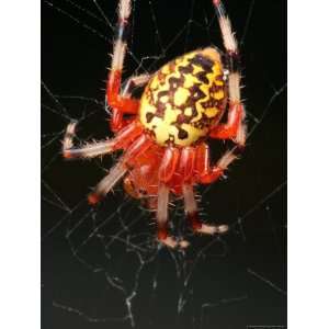  A Marbled Orb Weaver Spider, Araneus Marmoueus, in Its Web 