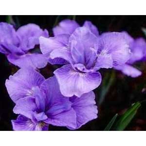  Dear Delight Siberian Iris Bulbs  NEW  Heavenly Blue 