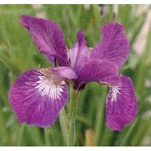  Sparkling Rose Siberian Iris Bulbs   Naturalizes Well 
