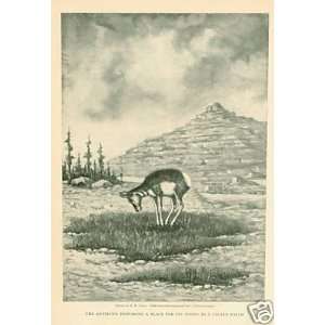  1906 Animals How Antelope Protect Their Young Everything 