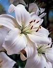 Asiatic Lily Apeldoorn Sm Offset Bulbs  