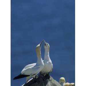  A Pair of Northern Gannets on Cliffs Above the Atlantic 
