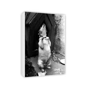  The Begging Dog   Canvas   Medium   30x45cm