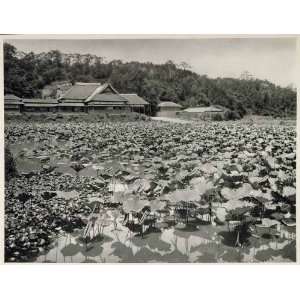 1930 Lotus Flower Pond Kanazawa Japan Nelumbo Nucifera Aquatic Plant 
