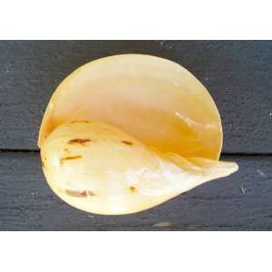 Melo Melo Seashell (Indian Volute/Bailer Shell)