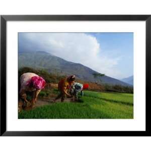  Women Working in Rice Paddies of Northern Vietnam, Vietnam 