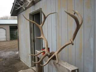   antlers sheds mule deer whitetail mount taxidermy sheds moose  