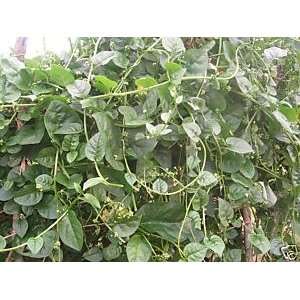   alba   Tropical Ceylon Spinach 50 seeds Patio, Lawn & Garden
