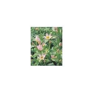  Tulipa saxatilis   100 per Box