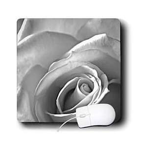  777images Photography Floral   Rose in Black and White 