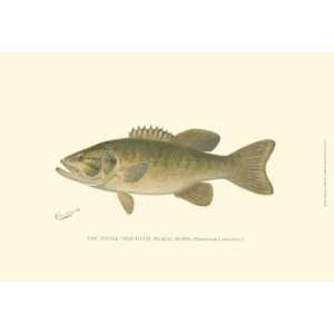  Denton Small mouthed Black Bass 19 x 13 Poster Print