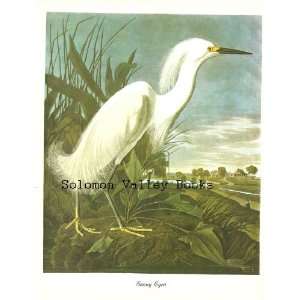  Snowy Egret Bird (8 1/2 by 11 1/2 Color Print) Everything 
