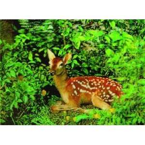   Lenticular Picture / Poster 10.5 X 13.5   YOUNG DEER