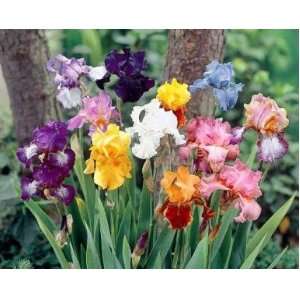  5 Large Mixed Bearded Iris Rhizomes Patio, Lawn & Garden