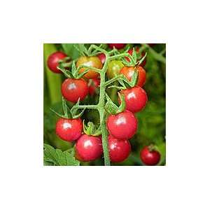    Organic Matts Wild Cherry Tomato Plant Patio, Lawn & Garden