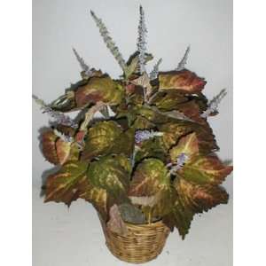  28 Double Potted Coleus Plant (brown/green)