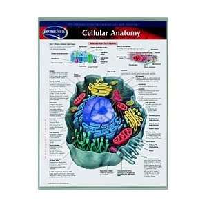 Cellular Plant and Animal Anatomy Notebook Chart  