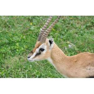  Thomsons Gazelle Taxidermy Photo Reference CD Sports 