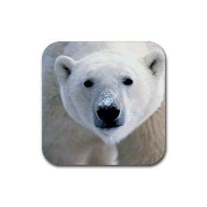  Polar Bear Rubber Square Coaster set (4 pack) Great Gift 