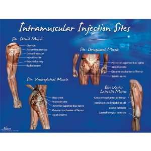  IM Injection Sites Poster