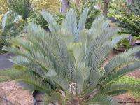 OLD ENCEPHALARTOS LEHMANNII   BLUE CYCAD   5 CAUDEX  