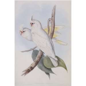  John J Gould   Bloodstained Cockatoo #3 13 x 19 inch Birds 