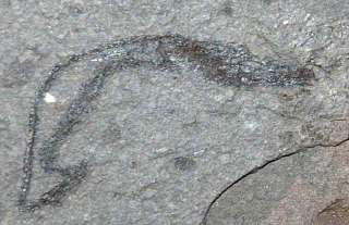 Syngnathus incompletus  Fossil pipefish  RARE  