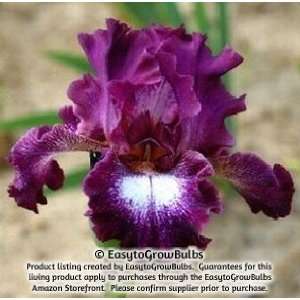  Bearded Iris Tennison Ridge   3 rhizomes   3/5 fan 