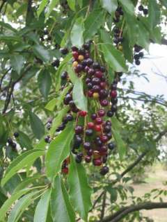 cherry, WILD BLACK CHERRY, 20 seeds GroCo  