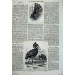 1860 Stork White Nile Bird Zoological Mrs Jameson Lady 