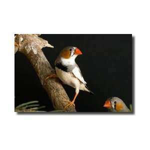  Zebra Finches On A Branch Watertown South Dakota Giclee 